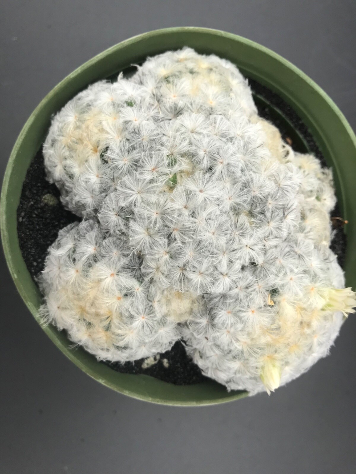 Mammillaria plumosa, AKA “Feather Cactus” 4″ pot flowering size Succulent