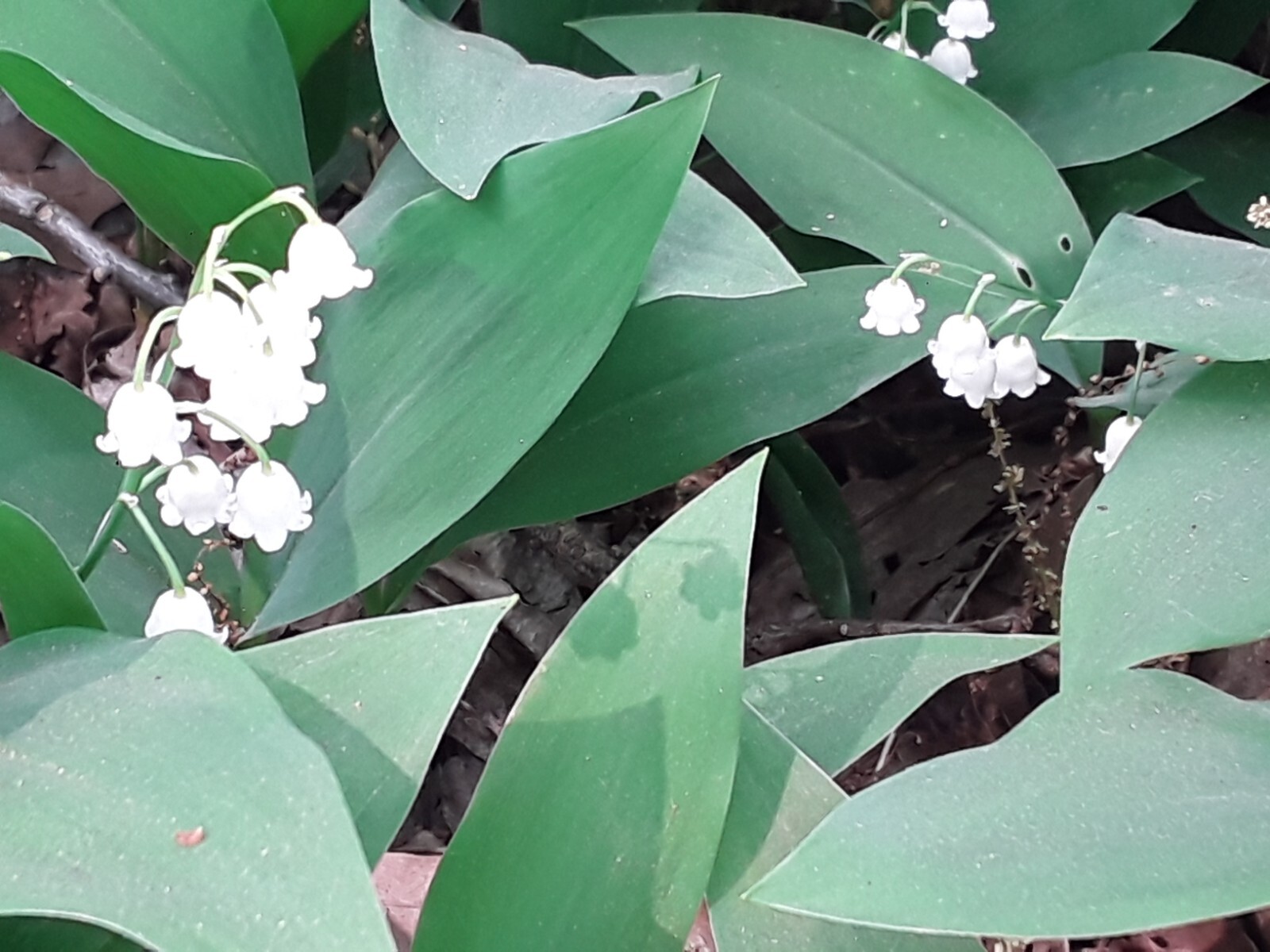 Convallaria majalis — Lily of the Valley 20 bare-root plants — from Michigan!