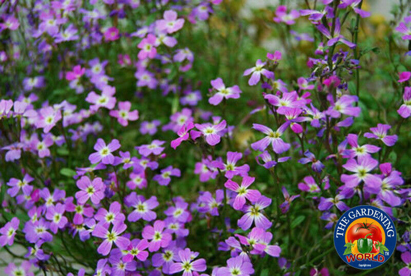 1oz VIRGINIA STOCK Flower Seeds MIX Malcolmia Maritima Fragrant (70,000 Seeds)
