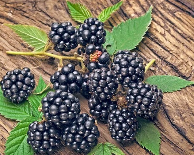 Thornless Blackberry Seeds 10 Organic