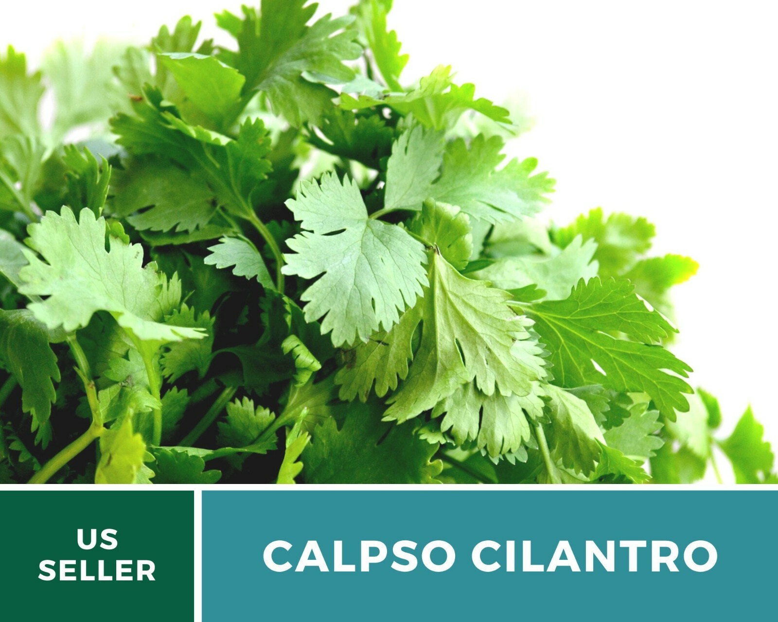 Cilantro (Coriander), Calypso – Heirloom Seeds – Culinary & Medicinal Herb