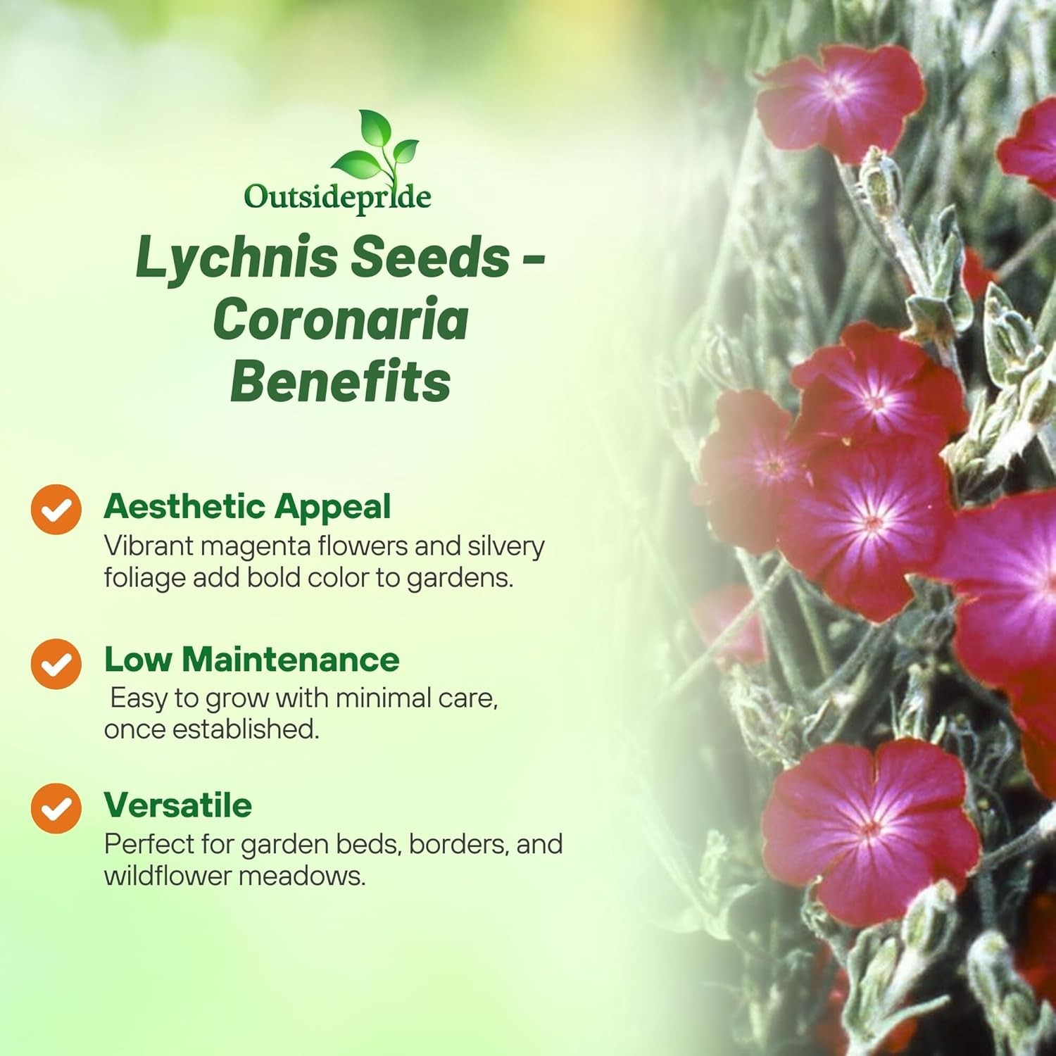 5000 Seeds Lychnis Seed – Lychnis Coronaria Rose Campion Flower Seeds