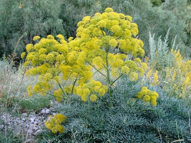 Ferula communis GIANT FENNEL – Seeds!