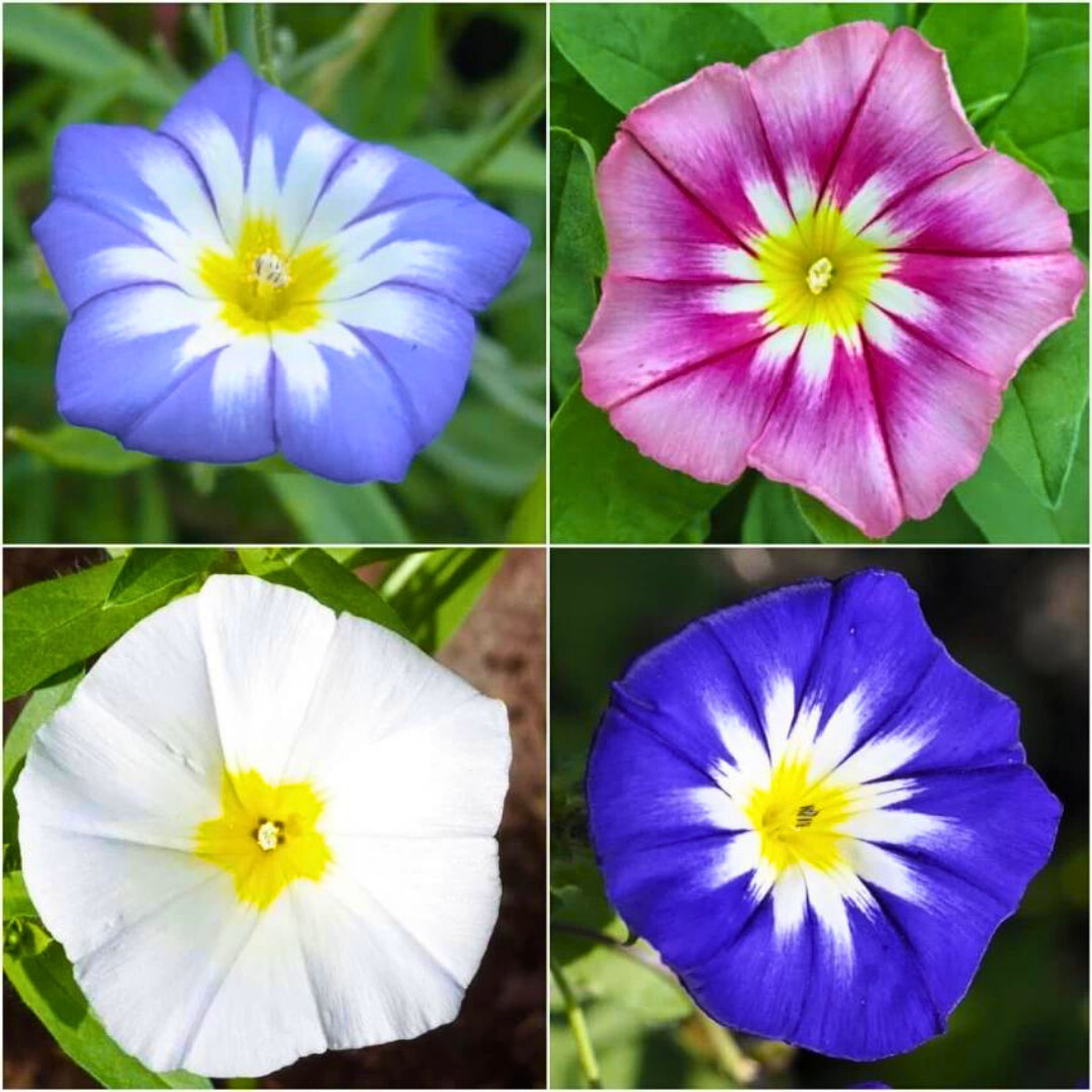 Fresh Dwarf Morning Glory Fairy Trumpets Seeds | Heirloom Non-GMO | Flower Seeds