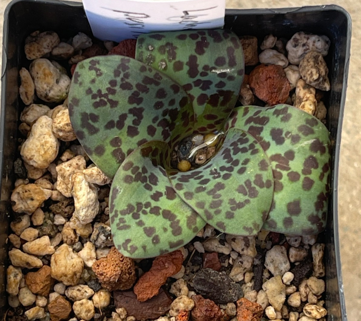 Bulbs D, CHOOSE 2: Lachenalia mutabilis, pusilla, quadricolor, Massonia,