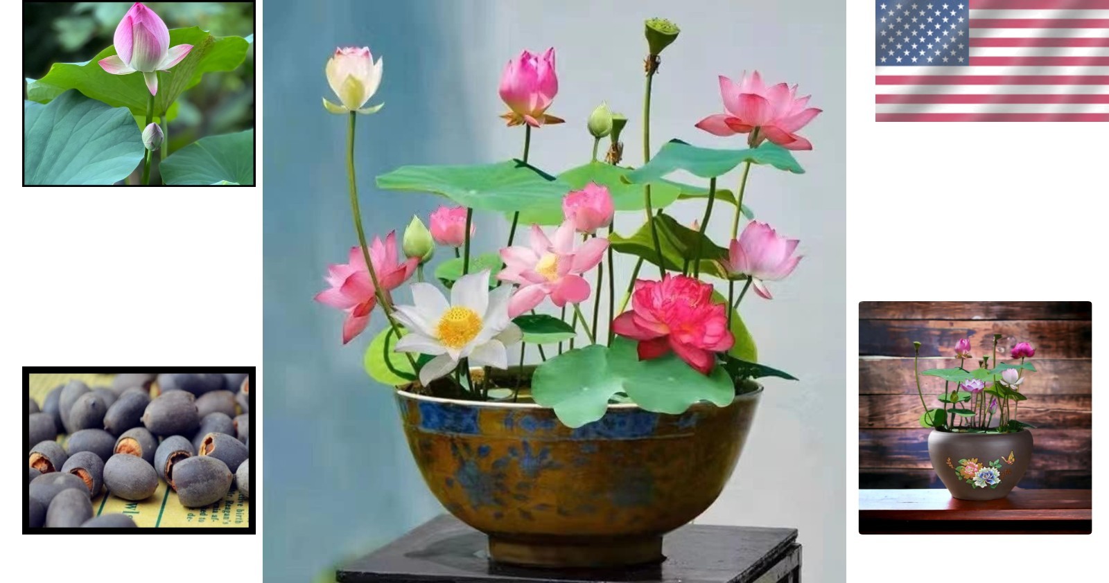 Grow 10PCS Lotus Seeds – Colorful Pink, Red & Green for Aquatic Oasis