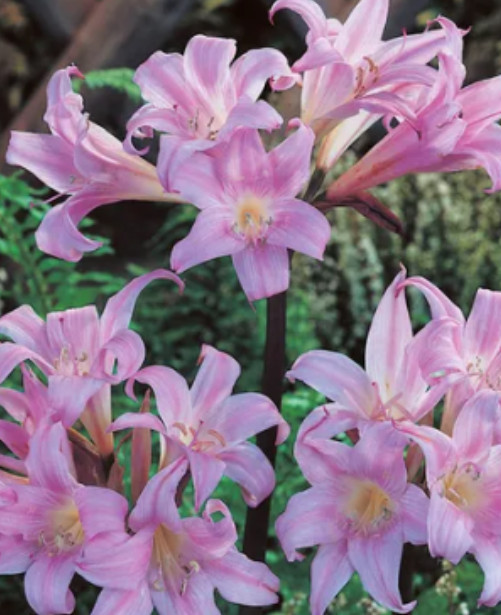 Amaryllis Belladonna Lily Pink Naked Ladies Bulb – 1 – Please Read Description