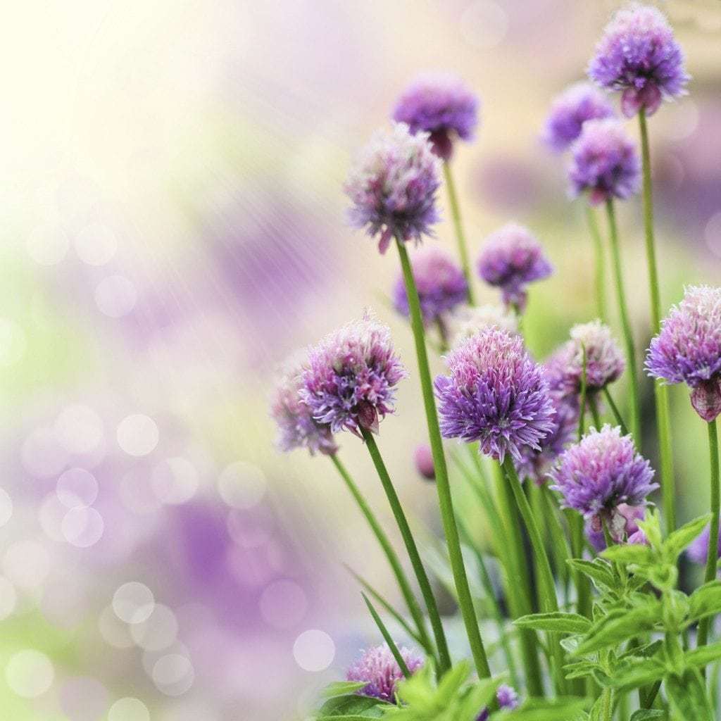 Common Chives Seeds, NON-GMO, Variety Sizes Sold, FREE SHIPPING