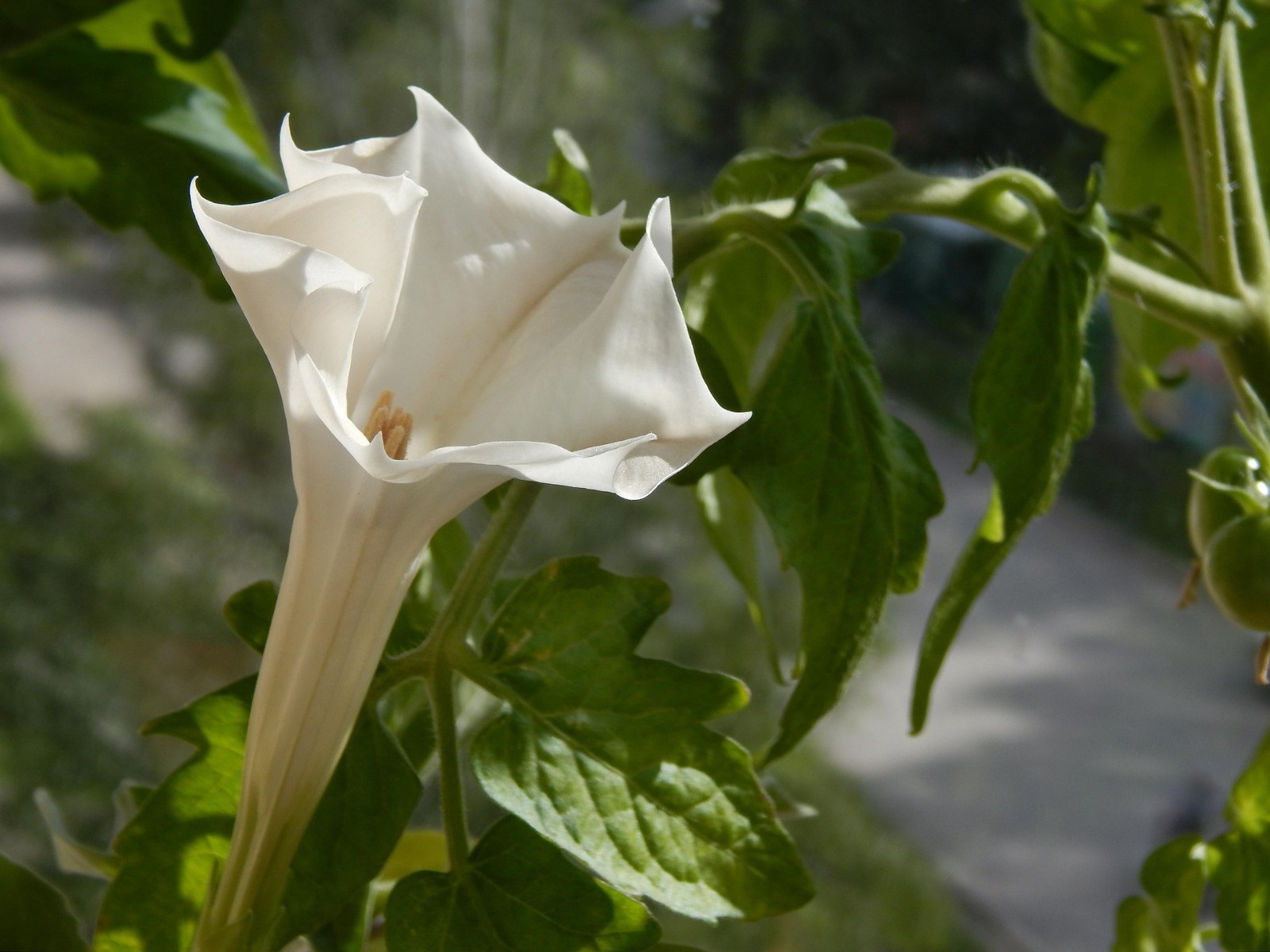 Datura Stramonium 50 Seeds, Jimson Weed, Thornapple, Devil’s Trumpet Wildcrafted