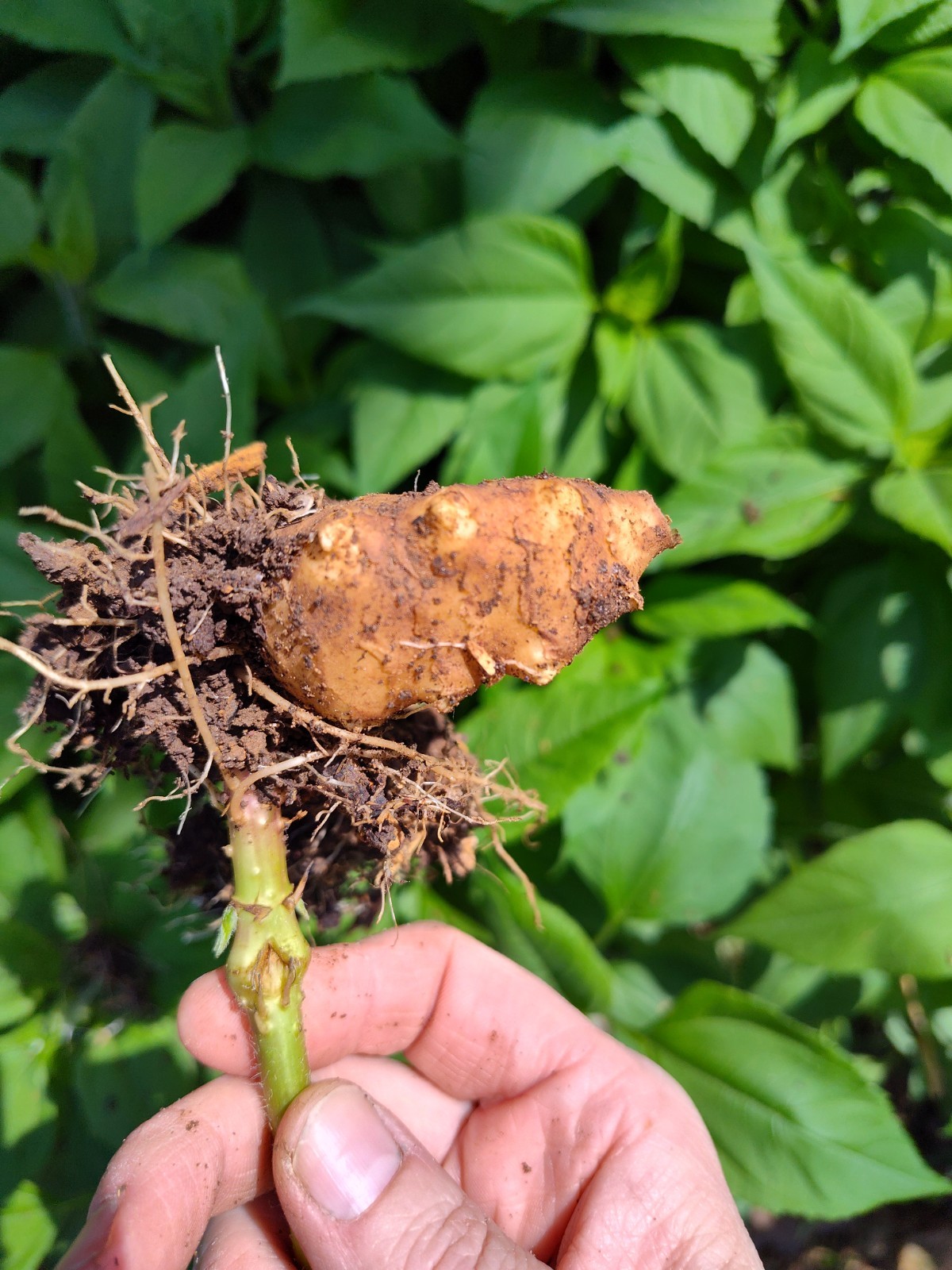 Jerusalem Artichokes tubers Sunchokes  10+ starts freshly dug for planting
