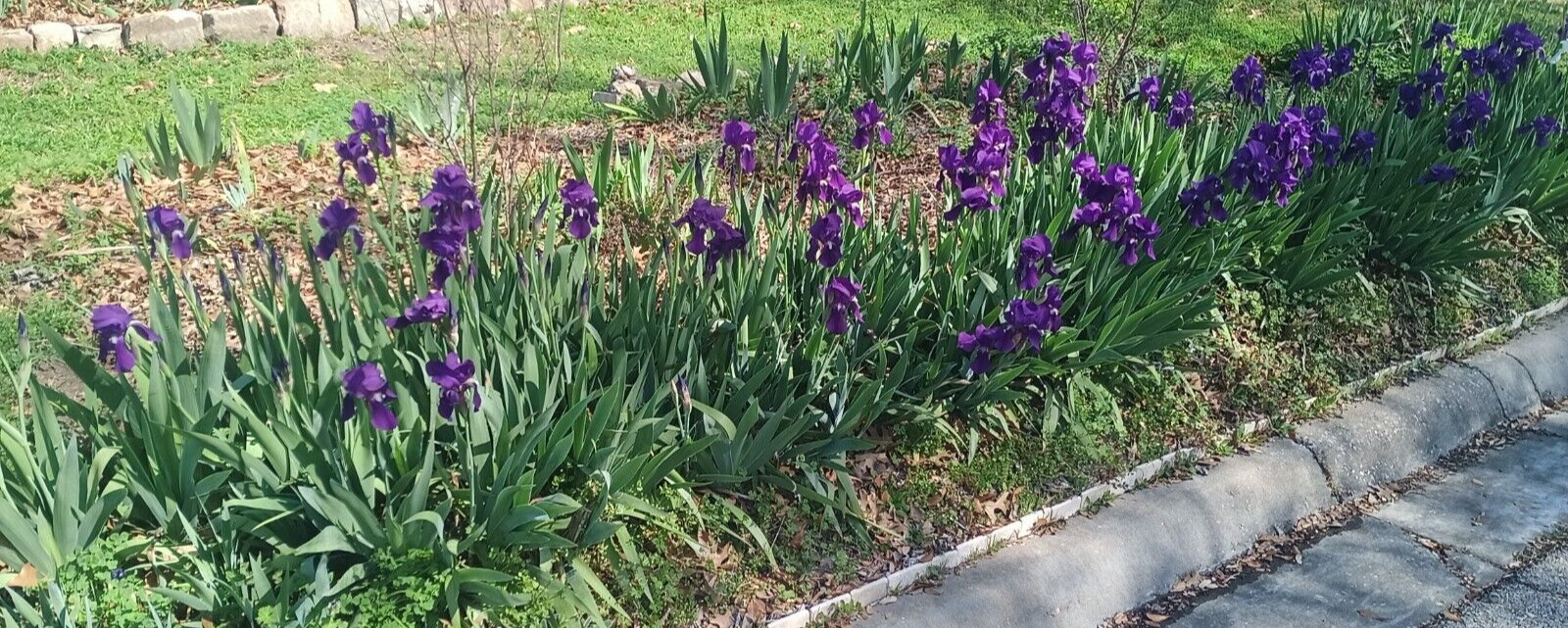 (10) TALL BEARDED IRIS RHIZOME LIVE ROOT GARDEN PLANTS SPRING PURPLE FLOWERS FUN