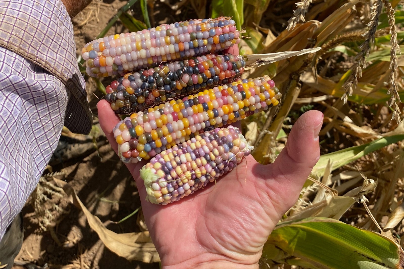 Glass Gem Corn Seed Packet Bulk Organic Non-GMO Kaleidoscopic Colors Heirlooom
