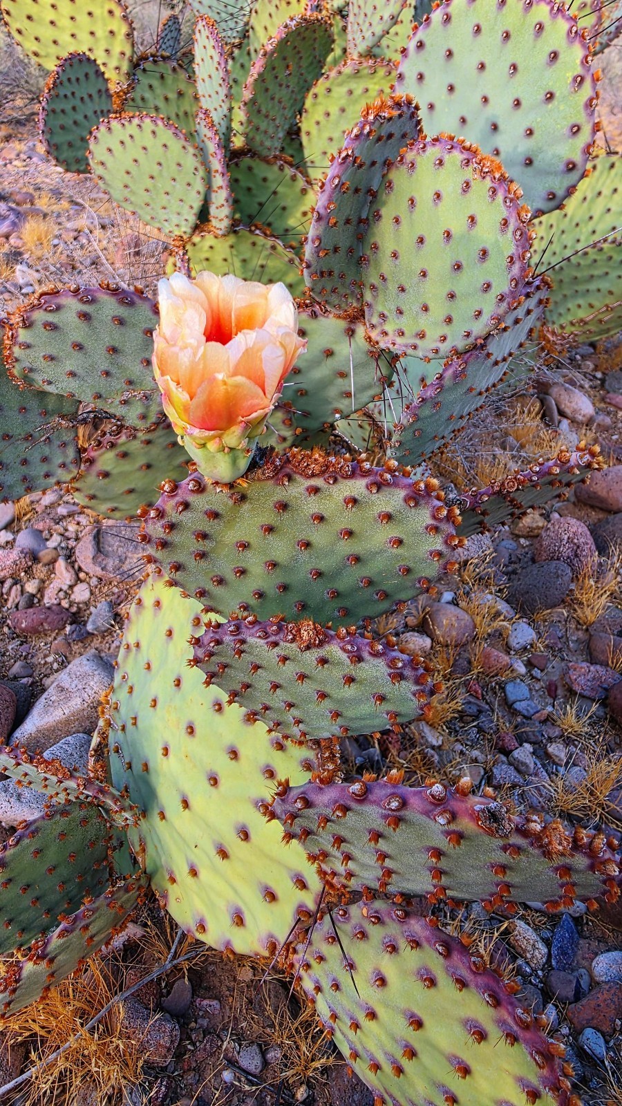2 Opuntia rufida Cactus: Blind Prickly Pear, Sunset Red-Brown Glochids 3-5″ pad