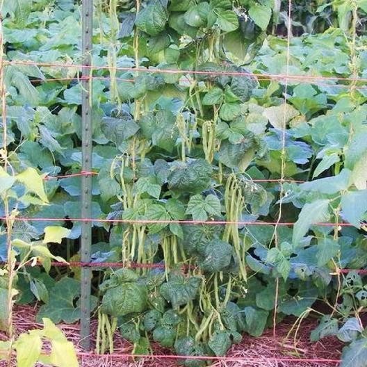 KENTUCKY WONDER POLE Bean Seeds, Heirloom Seeds – NON GMO, A kitchen favorite.
