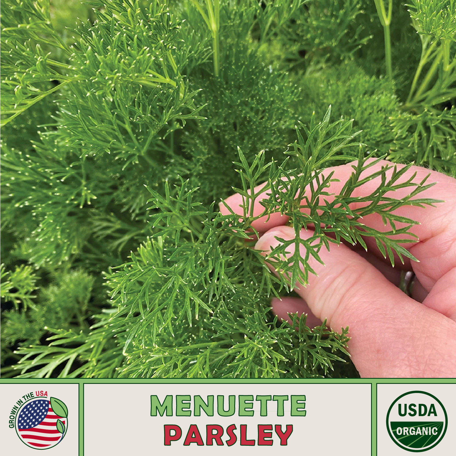 700 Menuette Parsley Seeds, Open-Pollinated, Culinary Herb, Genuine USA