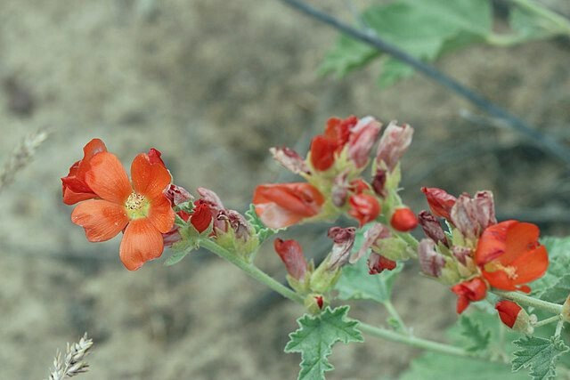Sphaeralcea munroana | Munro’s Globemallow | 20 Seeds