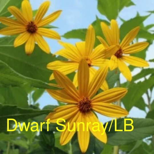 1 LB Jerusalem Artichoke EARLY Dwarf Sunray Variety – Organic Sunchoke Sunroot
