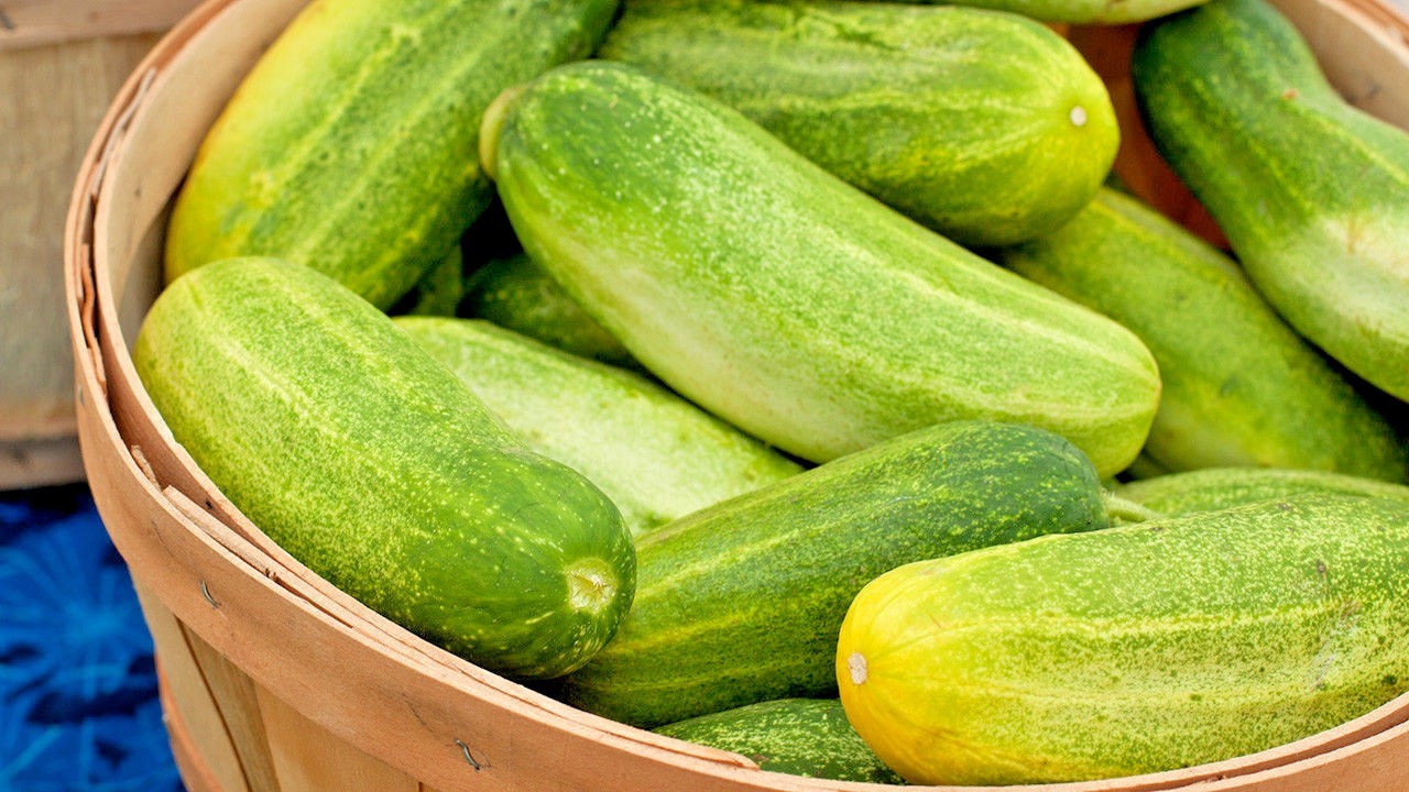30+Muncher CUCUMBER Seeds Organic Summer Vegetable Garden Patio Container Easy