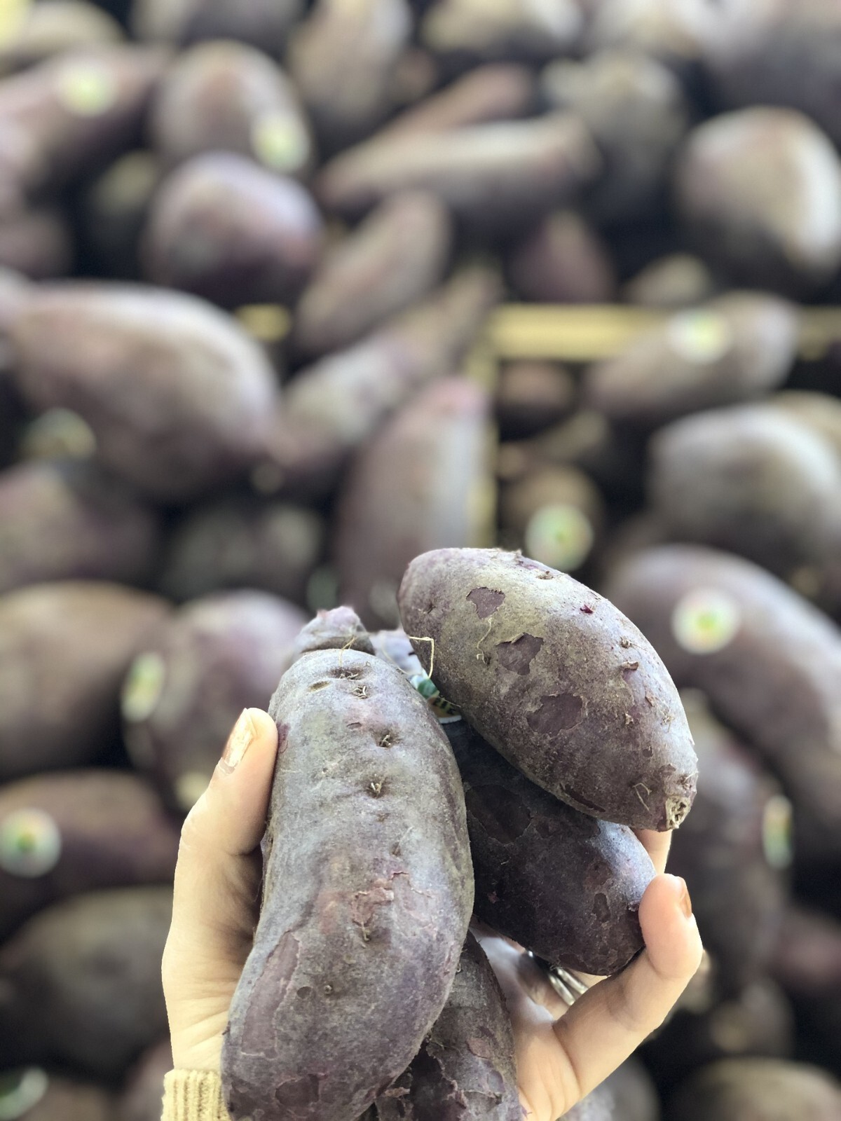 Japanese Purple Sweet Potatoes Beni Imo Planting or Cooking Non GMO