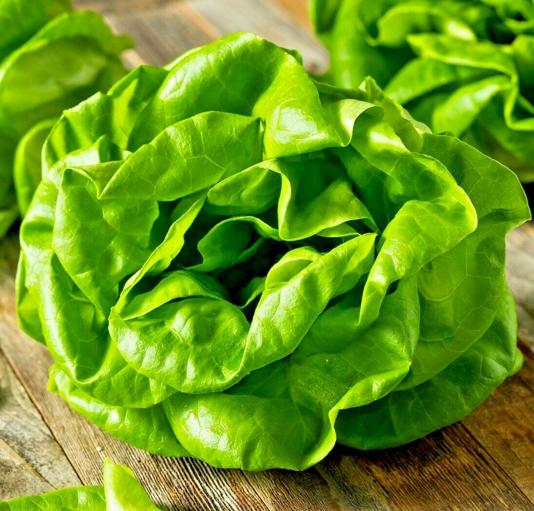 LETTUCE BUTTERCRUNCH 100 SEEDS SALADS VEGETABLE GARDEN HEIRLOOM MICROGREENS USA
