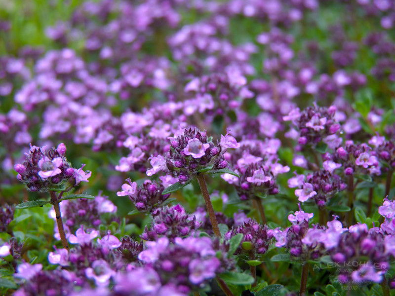 880 SEEDS – CREEPING THYME – WALK ON ME GroCo* (BUY ANY 15 ITEMS-SHIPS FREE)