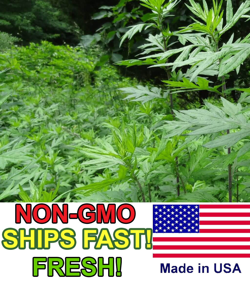 Mugwort Seeds (Artemsia-Vulgaris) | Non-GMO | Herbs | Fresh Garden Seeds