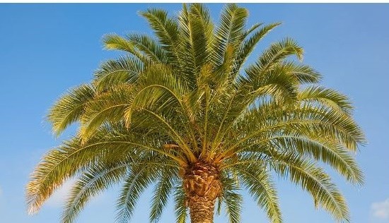 10 Medjool Date Palm Seeds (Phoenix dactylifera)
