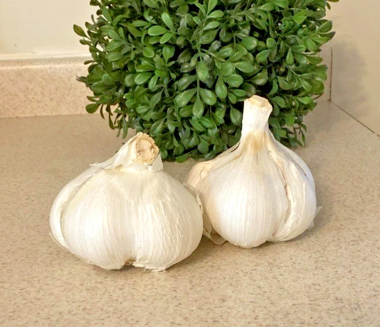 Elephant Garlic Bulbs 3 Large Size! Great for Eating Or Planting Spring To Fall
