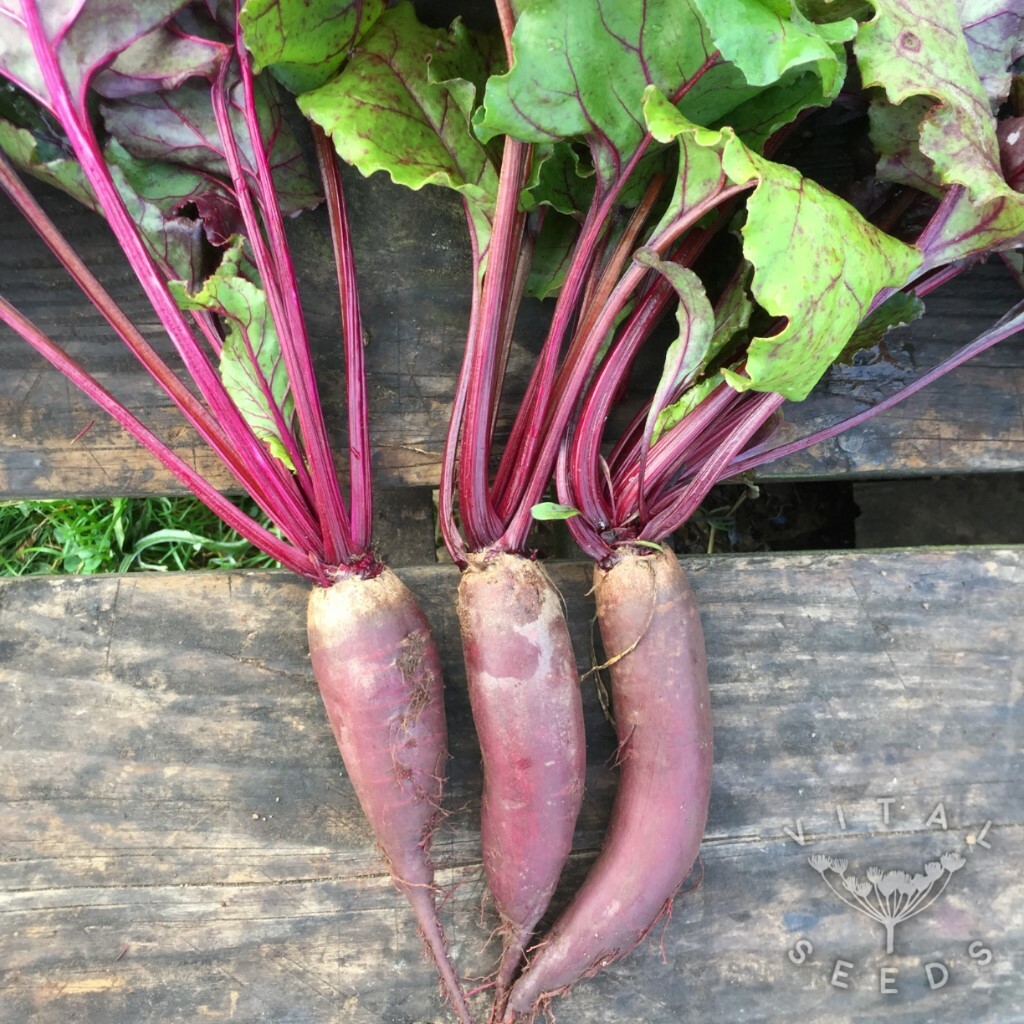 500 Beet Cylindra – Non-GMO Heirloom Beet- Formanova Beet – Bulk Seed