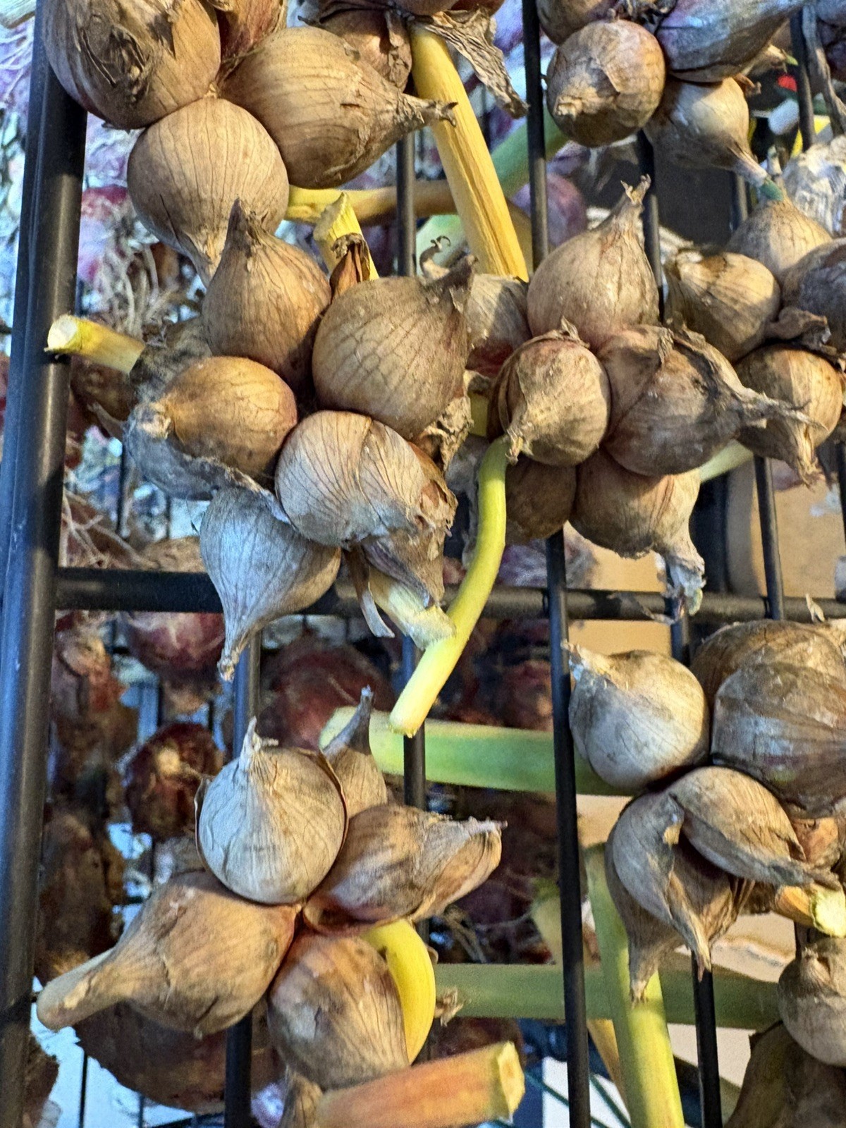 15 Egyptians Walking Onions Winter Perennial Tree Onion Bulbils Seeds