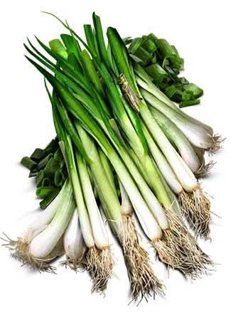 Tokyo Long White Bunching Onion (Allium cepa)
