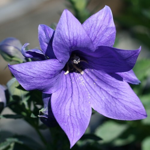 60 seeds| Blue Balloon Flower (Platycodon grandiflorus) Herb seeds #6005
