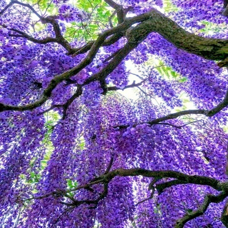 5 Chinese Blue Wisteria sinensis Tree Seeds Fast Climber Flower Vine Hardy Plant