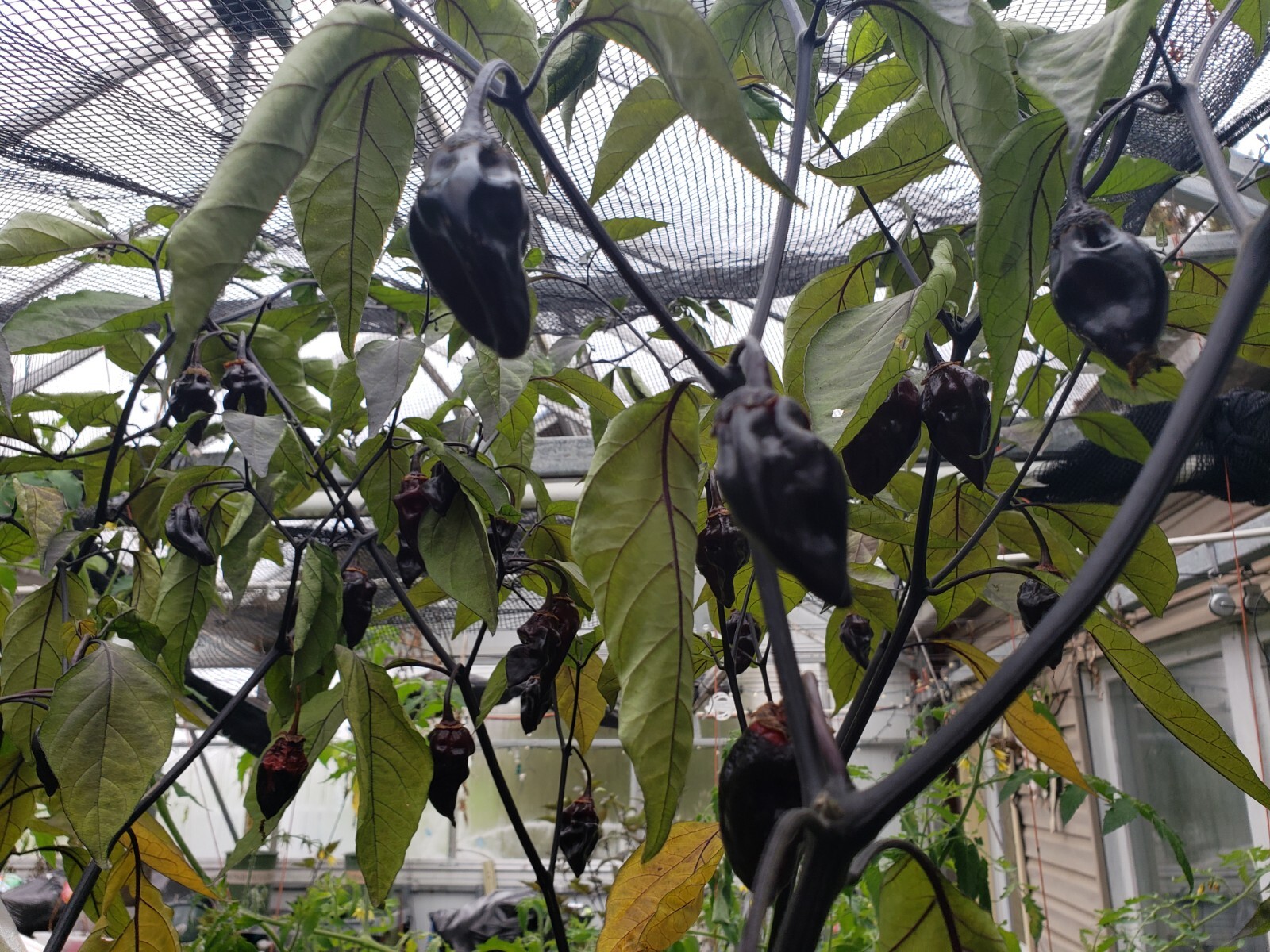 7 Pot Purple Bubblegum Super Hot Pepper Seeds! Black 7BBG Dark Foliage -Tracking