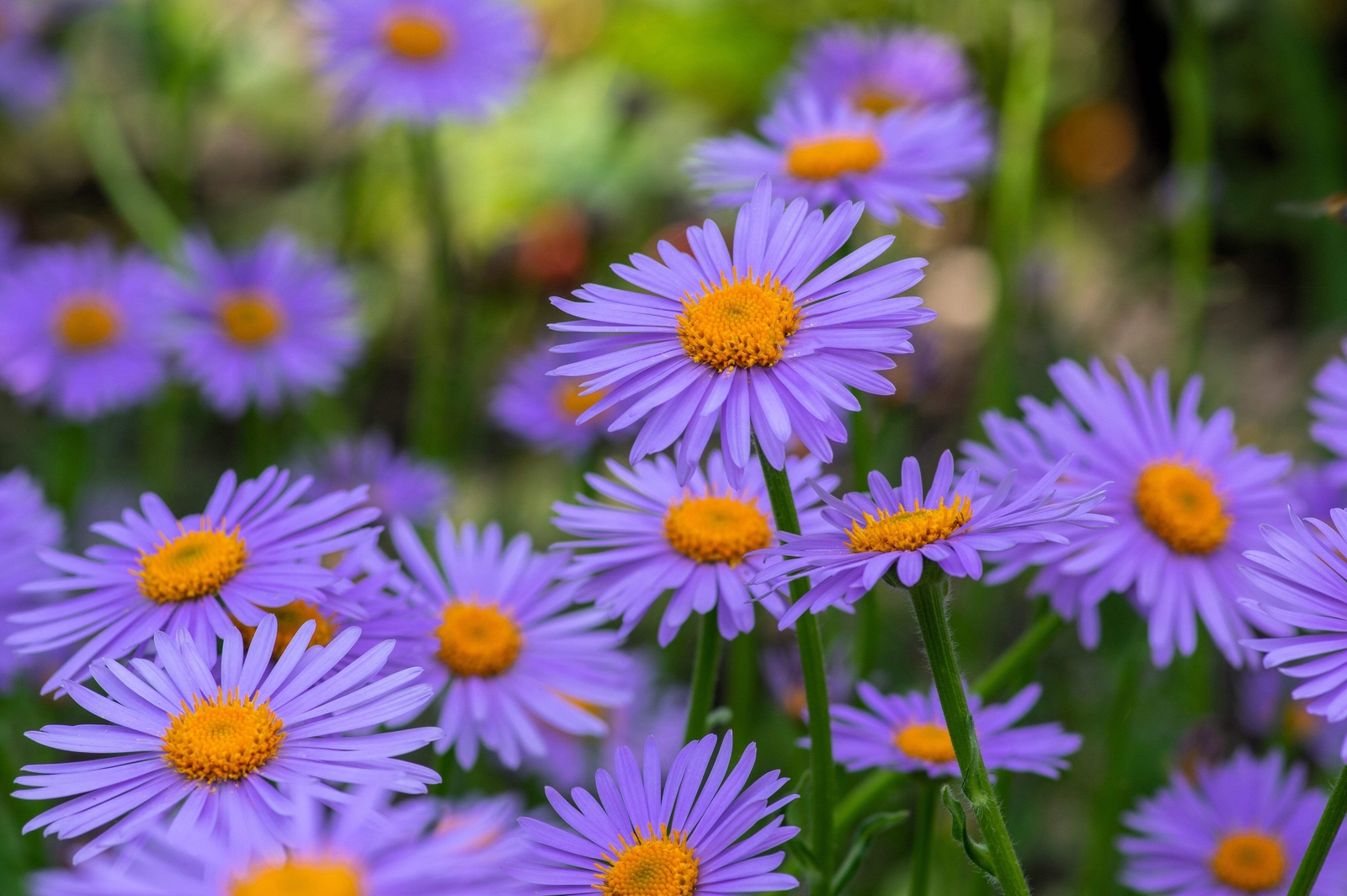 50 BLUE EAST INDIES ASTER Tongolensis Flower Seeds *Flat S/H