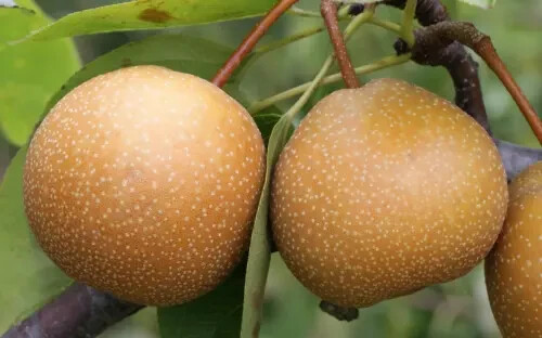 25+ Niitaka Pear Seeds for Garden Planting – USA – FREE SHIPPING!