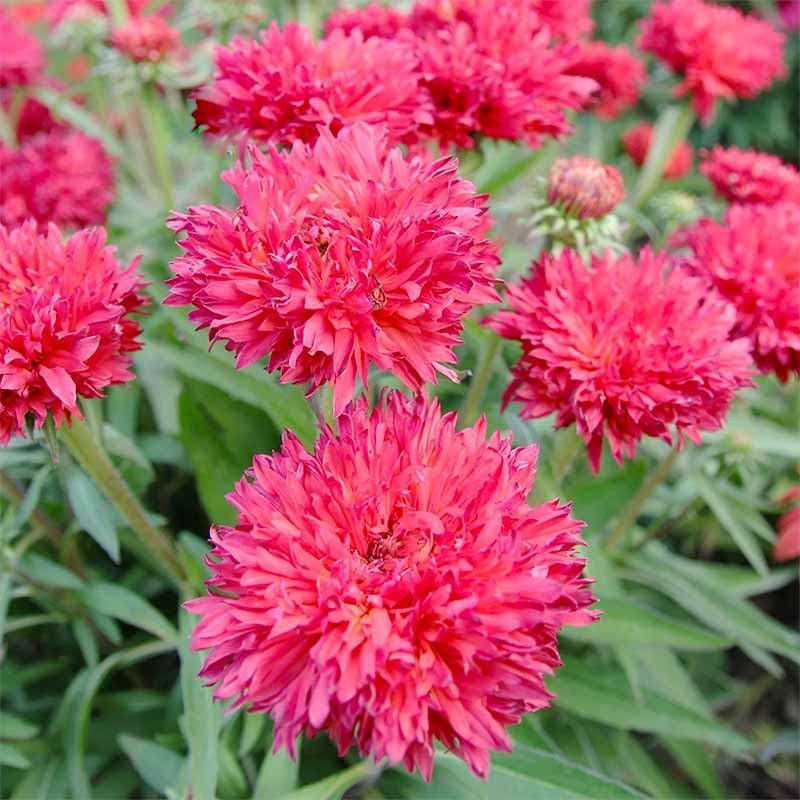 3200+ Mix Cornflower Seeds for Planting – Non-Gmo Bachelor Button Flower Seeds G