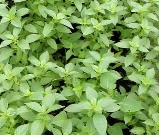 1oz Lemon Basil Seeds Culinary Garden Herb Heirloom (Approx 21,000 Seeds)