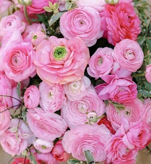 Ranunculus Flower Bulbs 15 Pink Corms Buttercup Peony Rose Bulb Wedding Flowers