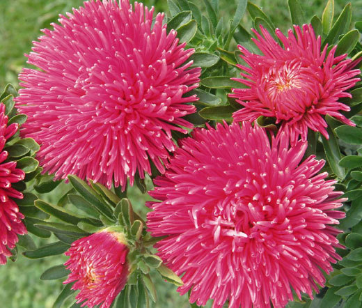 ASTER GREMLIN DOUBLE DARK ROSE Callistephus Chinensis – 100 Bulk Seeds