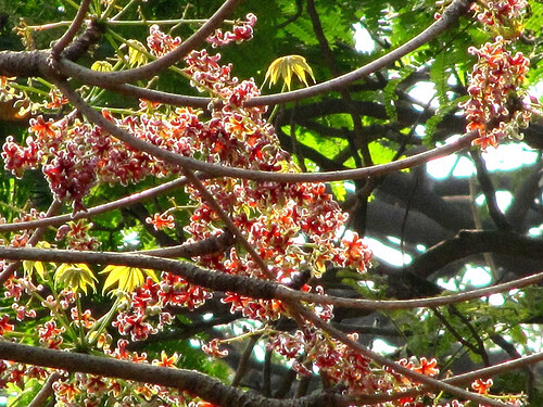 Sterculia Foetida Tree 5 Seeds, Java Olive, Wild India Almond, Ornamental Peon