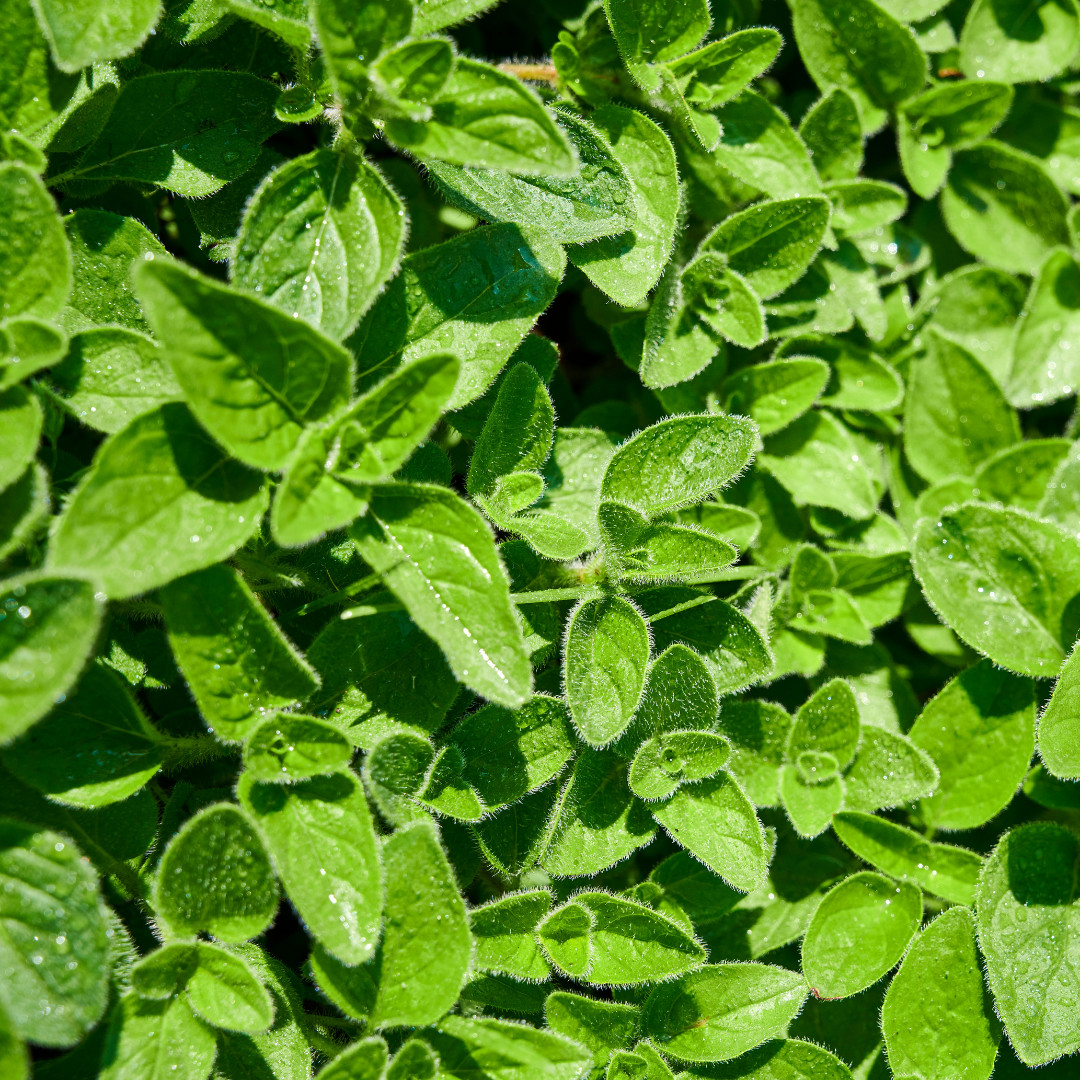 Fresh Oregano Seeds | Italian | Herb | Culinary | Heirloom Non-GMO | Herb Seeds