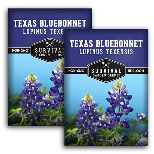 Texas Bluebonnet Seeds for Planting – Packets with Instructions to Plant & 2