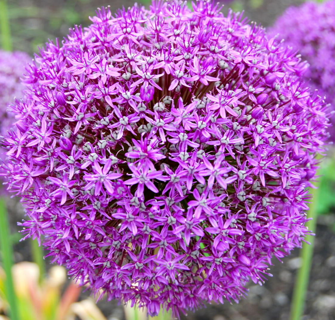 100 Giant Onion Seeds (Allium giganteum) Annual Flower Edible Herb Plant Seeds