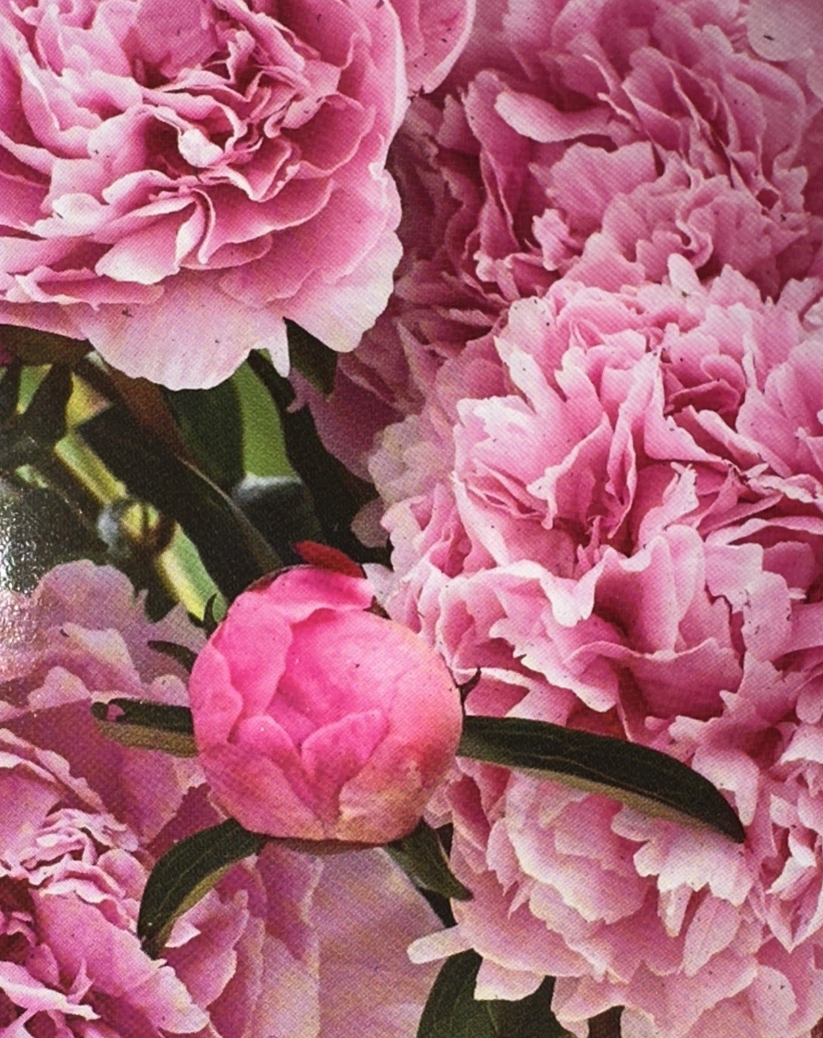Peony Iconic Sarah Bernhardt Double Pink Live Flower Plant Bulb Bare Root Bush