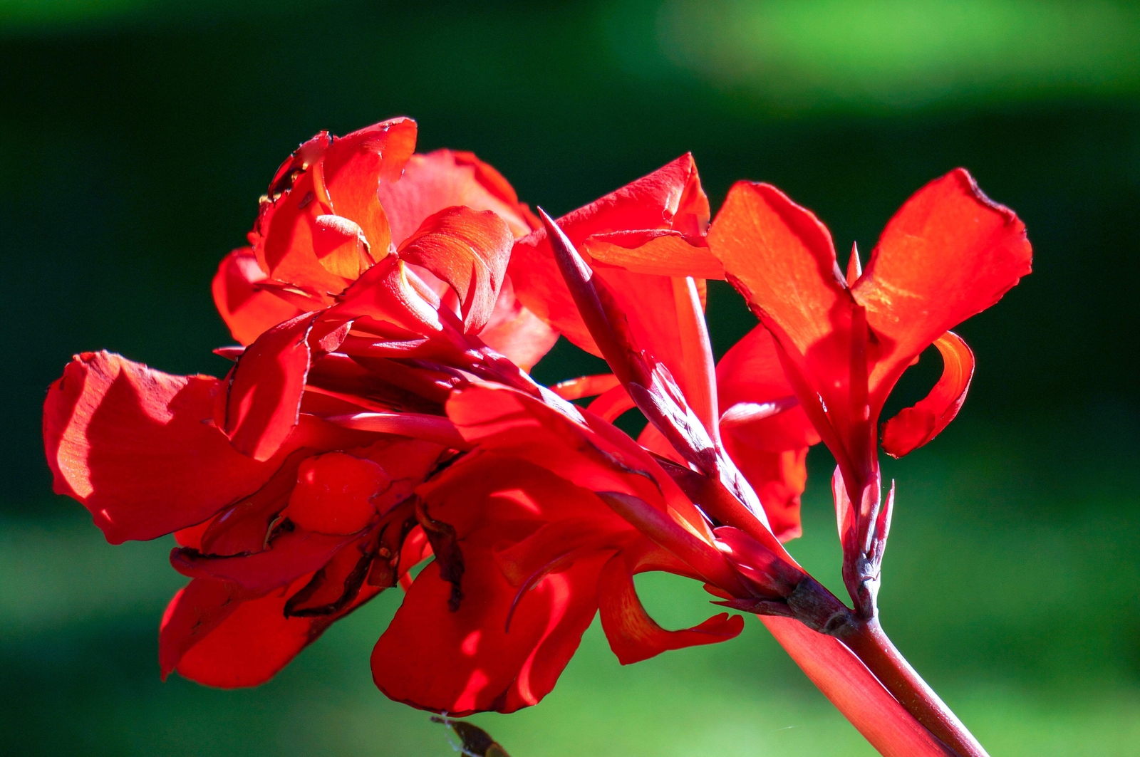 5 MIXED CANNA LILY Generalis Mix Colors Red Yellow Hummingbird Flower Seeds