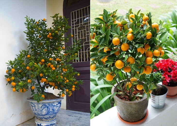 5 Seeds Tac Chua Viet Nam Hat Giong Cay Quay Kumquat Trai Tron Citrus Microcarpa