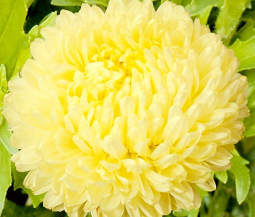 ASTER PAEONY DUCHESS YELLOW Callistephus Chinensis – 200 Bulk Seeds