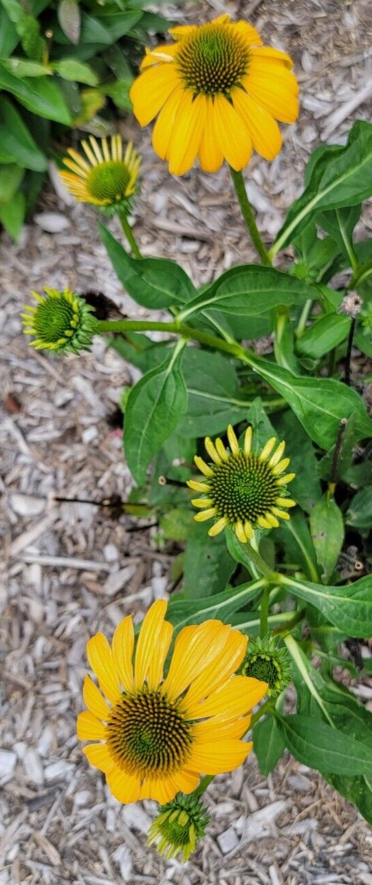 100 SEEDS CHEYENNE SPIRIT CONEFLOWER Echinacea in Orange Red Yellow Purple Pink