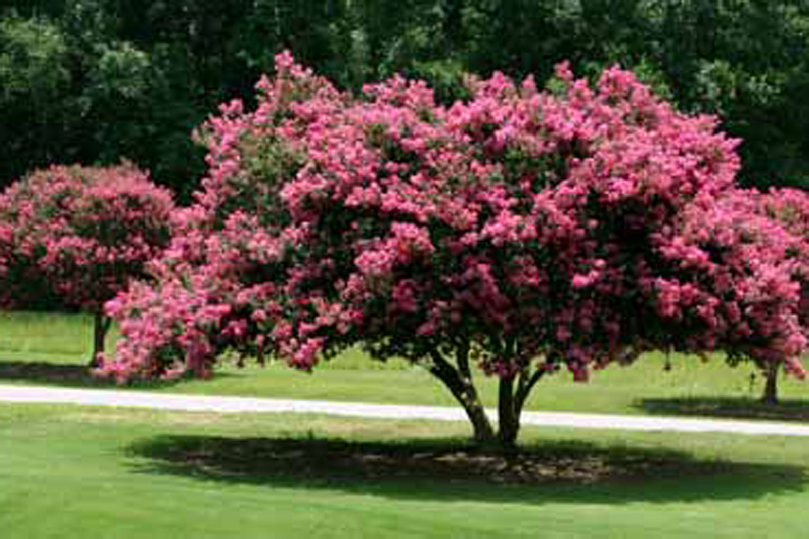 Crape Myrtle, Lagerstroemia indica, Tree Seeds (Fast, Showy, Fall Color)